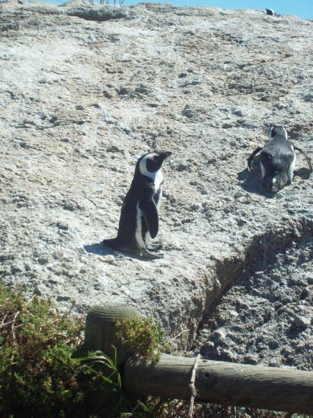 Penguins a la Rocks