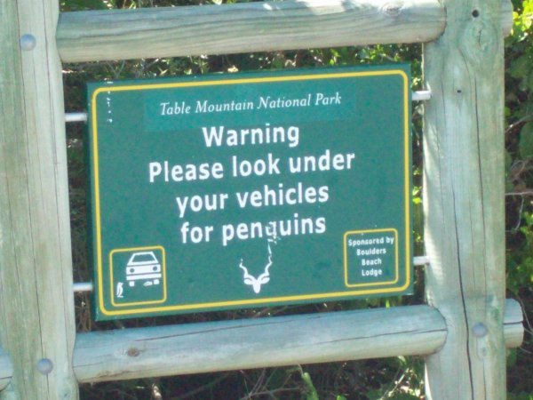 Don't Run Over the Penguins!!!