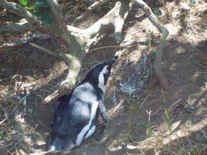 Penguin in a Nest