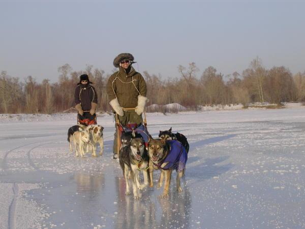 Dog Sledding on sheer ice
