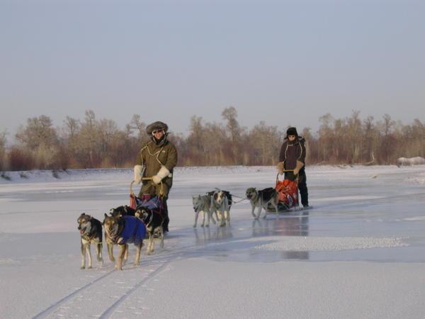 Dog Sledding on sheer ice