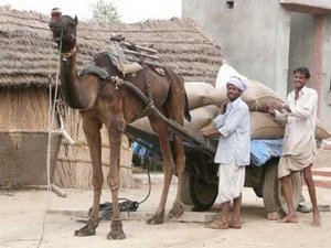 Camel cart at village in Rajistan