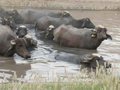 buffalo pool
