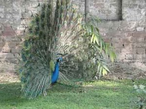 peacock in the garden