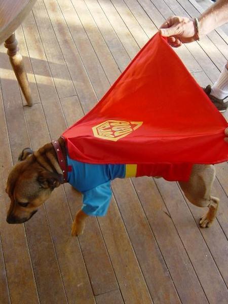 Superdog to the rescue