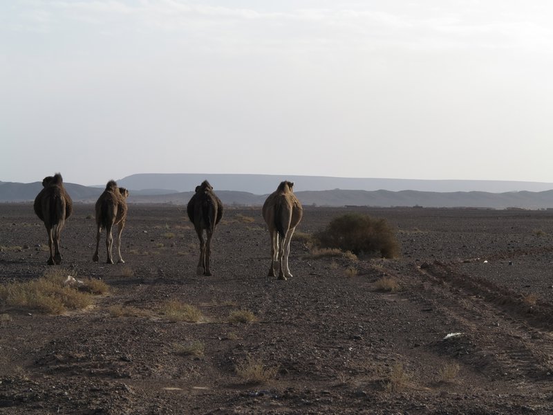 Camels at early light