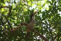 Sri Lanka Gray Hornbill (Ocyceros gingalensis)