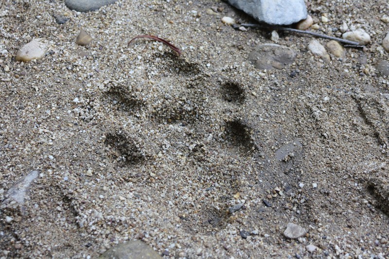 Tiger Footprint from 2013