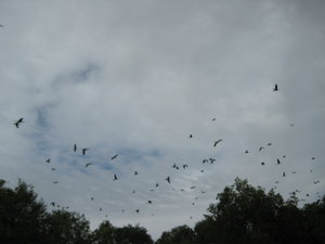Cormorants in Tram Chim