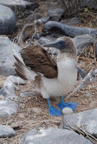 Blue Booby