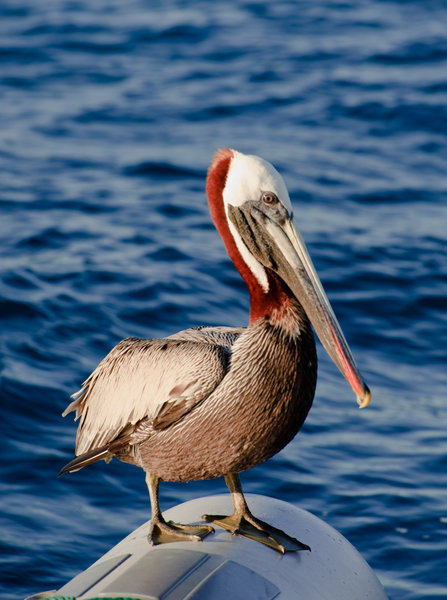 Pelikan - Galapagos sine måker