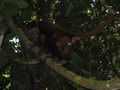 Villapekatt (Red Howler Monkey)