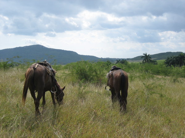 Salede hester i Trinidad