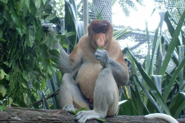 The Probiscus Monkey 