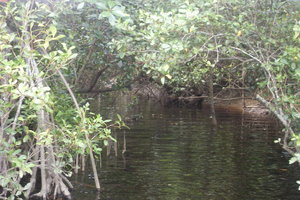 Croc watching on the Daintree River