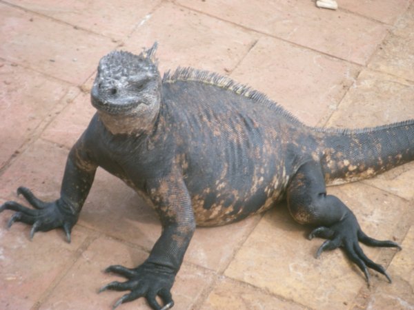 Marine Iguana that was sat with me during my lunch break