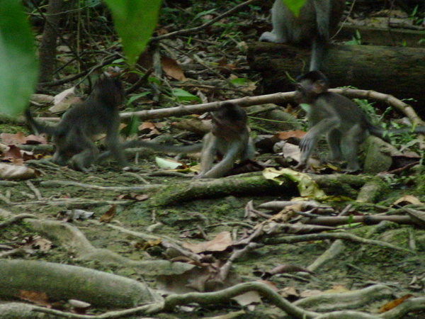 baby long tailed macaques