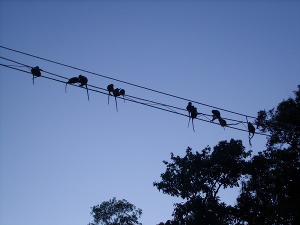 monkeys on a rope