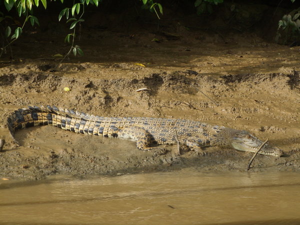 croc full length