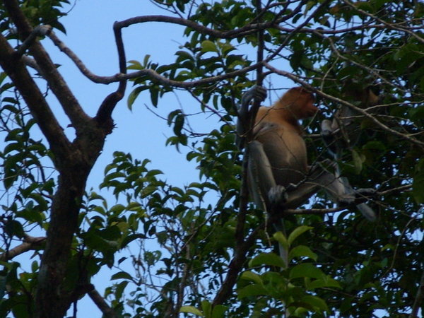 proboscis monkey 1