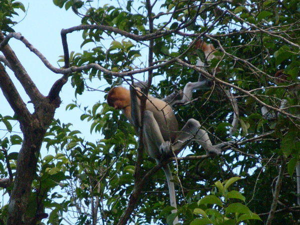 proboscis monkey 2
