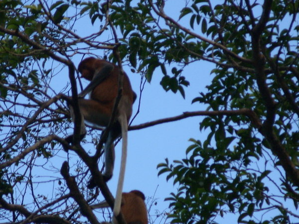 proboscis monkey 3