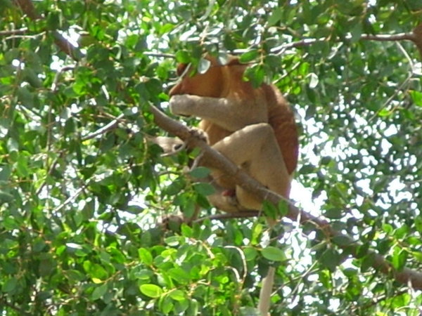 proboscis monkey 4
