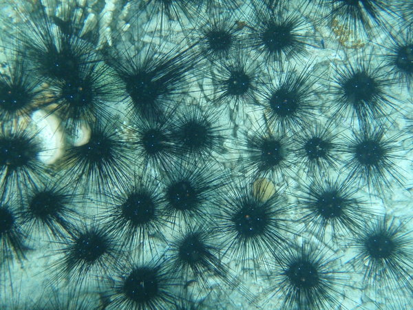 spiny sea urchins