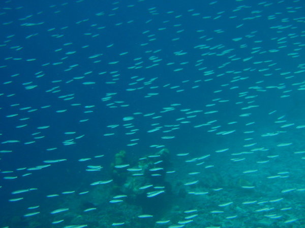 school of fishes