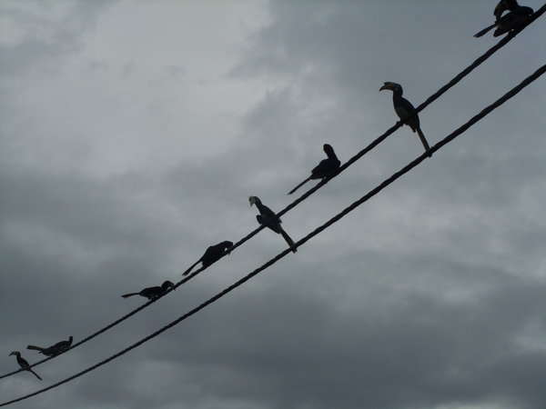 Hornbills on the telephone wires