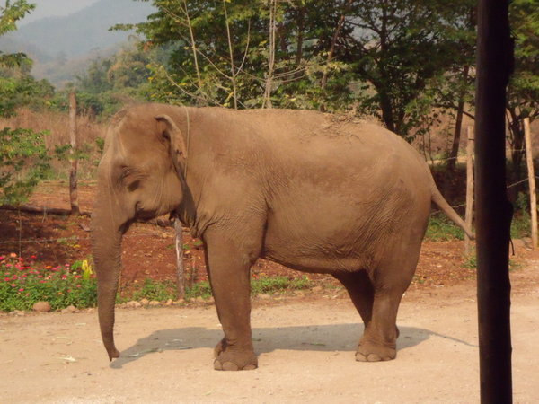 elephant in the car park
