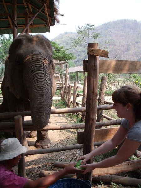 feeding the elephants 2