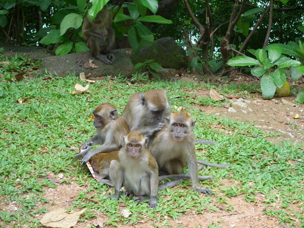 Monkeys on the side of the road