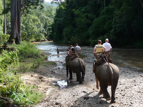 Elephant riding in Chang Mai trek