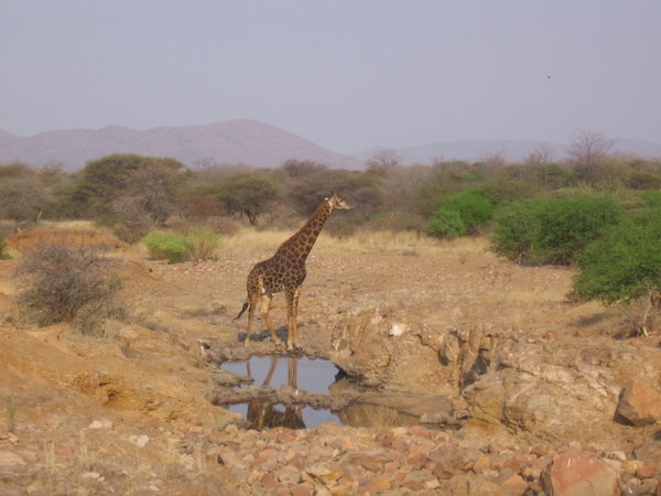 Giraffe by the water hole