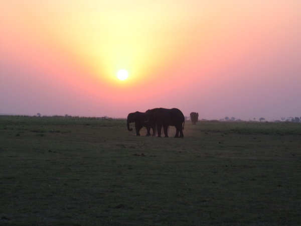 Elephants in the sunset