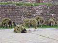llamas in a clever disguise!