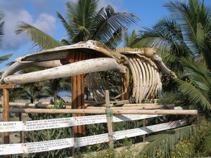 whale bones at mandala