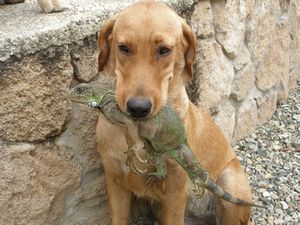 hotel dog carrying iguana