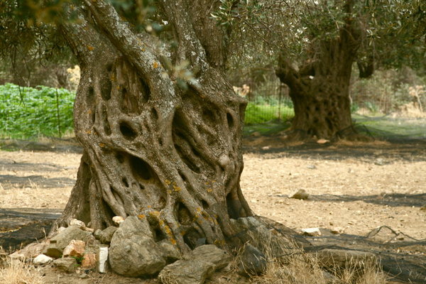 The Olive Trees