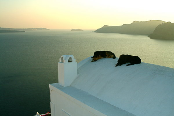 Dogs taking a rest on top of the builidings in the cliff
