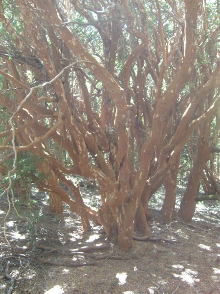 Arrayanes tree