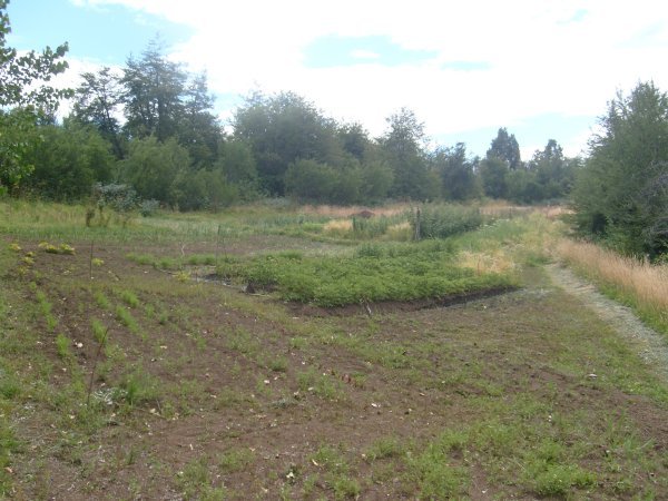 Murray and Joyce´s vegetable field