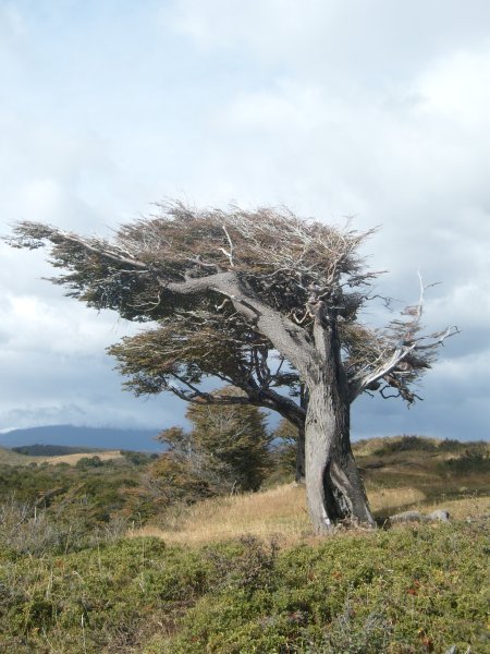 Tierra del Fuego trees