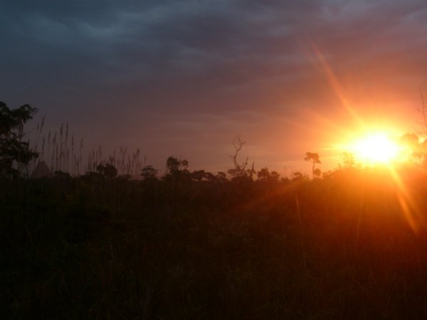 Jungle sunset