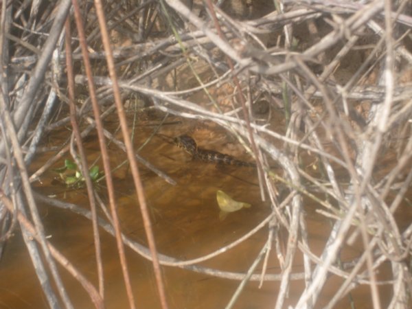 Baby caiman