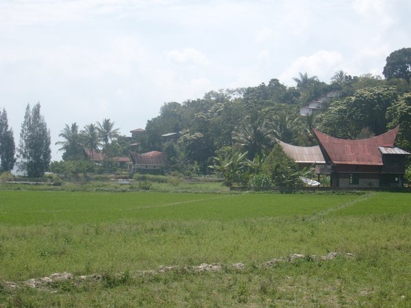 Batak Houses and Paddy Fields