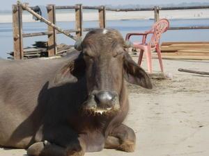 Bufalo en el Ganges