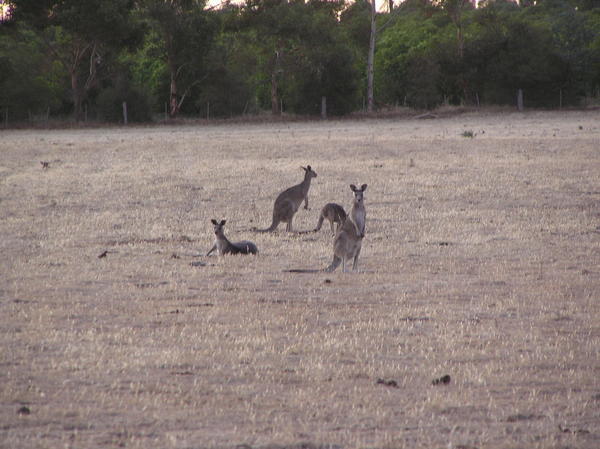 Some kangaroos on the way to the campsite