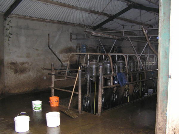 The milking parlour